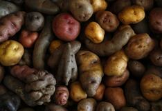 Proyecto contra la anemia: papas biofortificadas con hierro, impulsado por Midagri