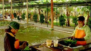 Ecuador evalúa respuesta al pedido de Rusia de suspender exportaciones de banano