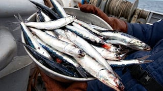 Pesca de anchoveta en el sur se reanudará desde el 1 de julio