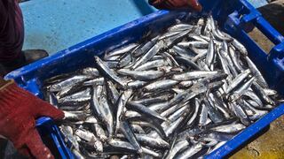 SNI: Exportaciones de pesca para consumo humano directo podrían sumar US$ 3,000 millones en 2021