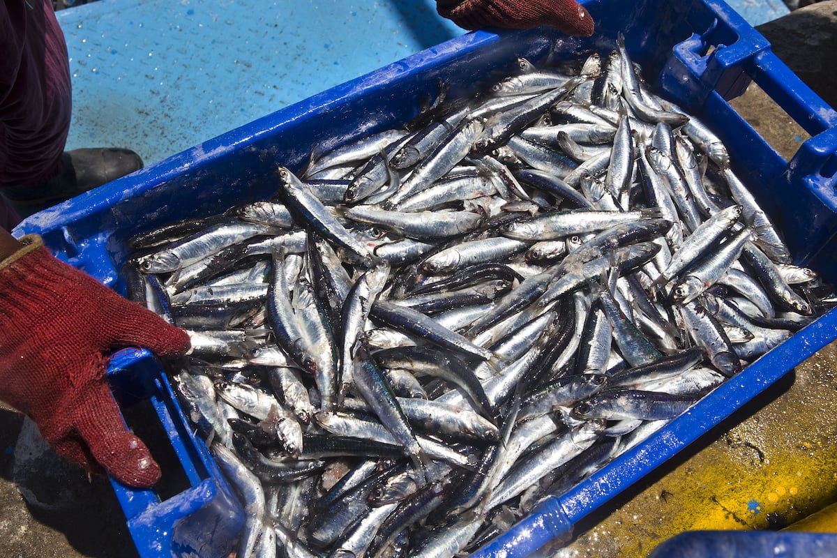 En la parte primaria, ahora se proyecta que la economía caería 2.3%, por ajustes importantes en sectores como agropecuario (-1.5%) y pesca (-30.7%). (Foto: Produce)
