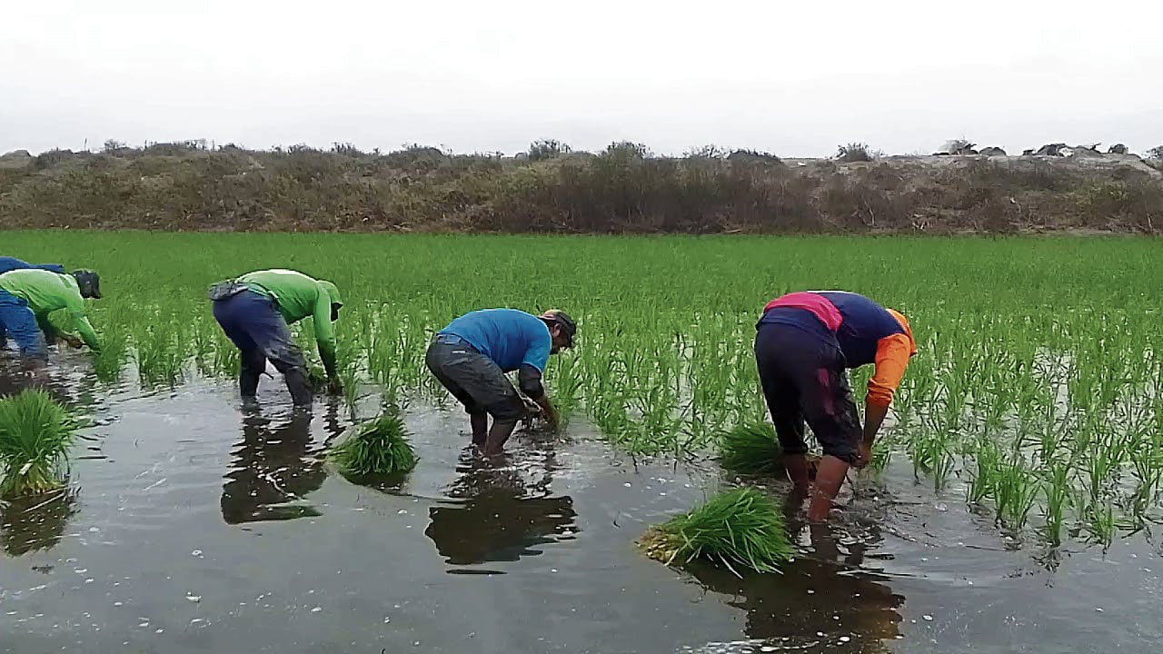 Varias zonas de Arequipa siembran arroz. Foto: GEC.