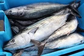 La veda de bonito fue adoptada en base a las recomendaciones científicas del Instituto del Mar del Perú (Imarpe). (Imagen: Andina)