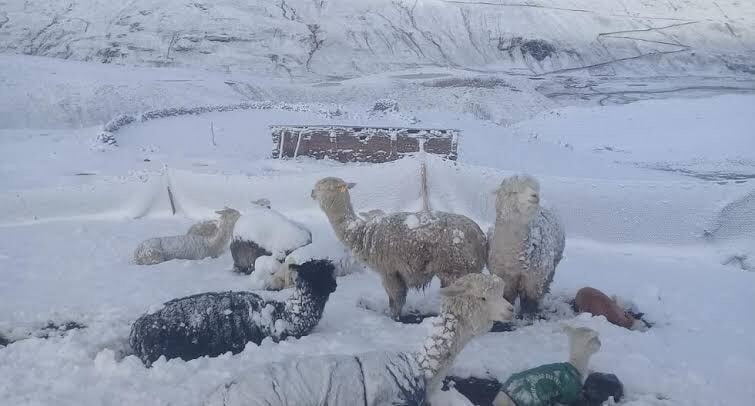 Podría haber 1.8 millones de cabezas de ganado en riesgo por bajas temperaturas