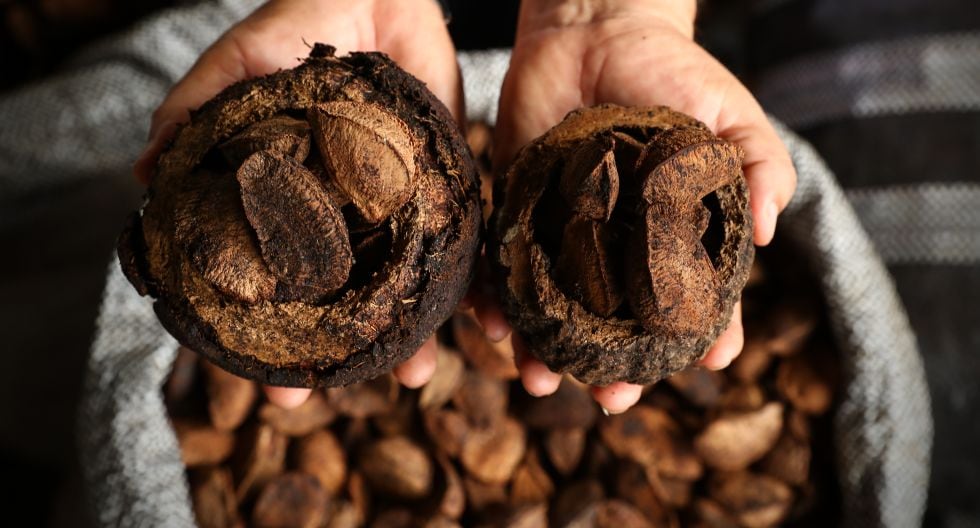 Castañas de Madre de Dios. (Foto: GEC)