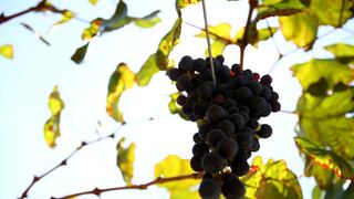 CCL: Exportaciones de uvas frescas crecieron 18% a agosto de este año 