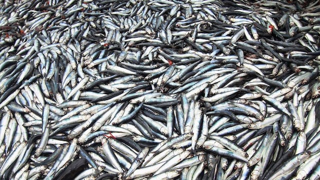 Produce autoriza el inicio de pesca de la anchoveta en el litoral peruano