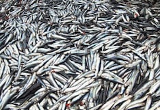 Imarpe llevará a cabo la prospección de la anchoveta en el mar peruano
