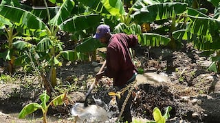 FAO pide más apoyo a la agroecología, que puede mejorar la producción mundial