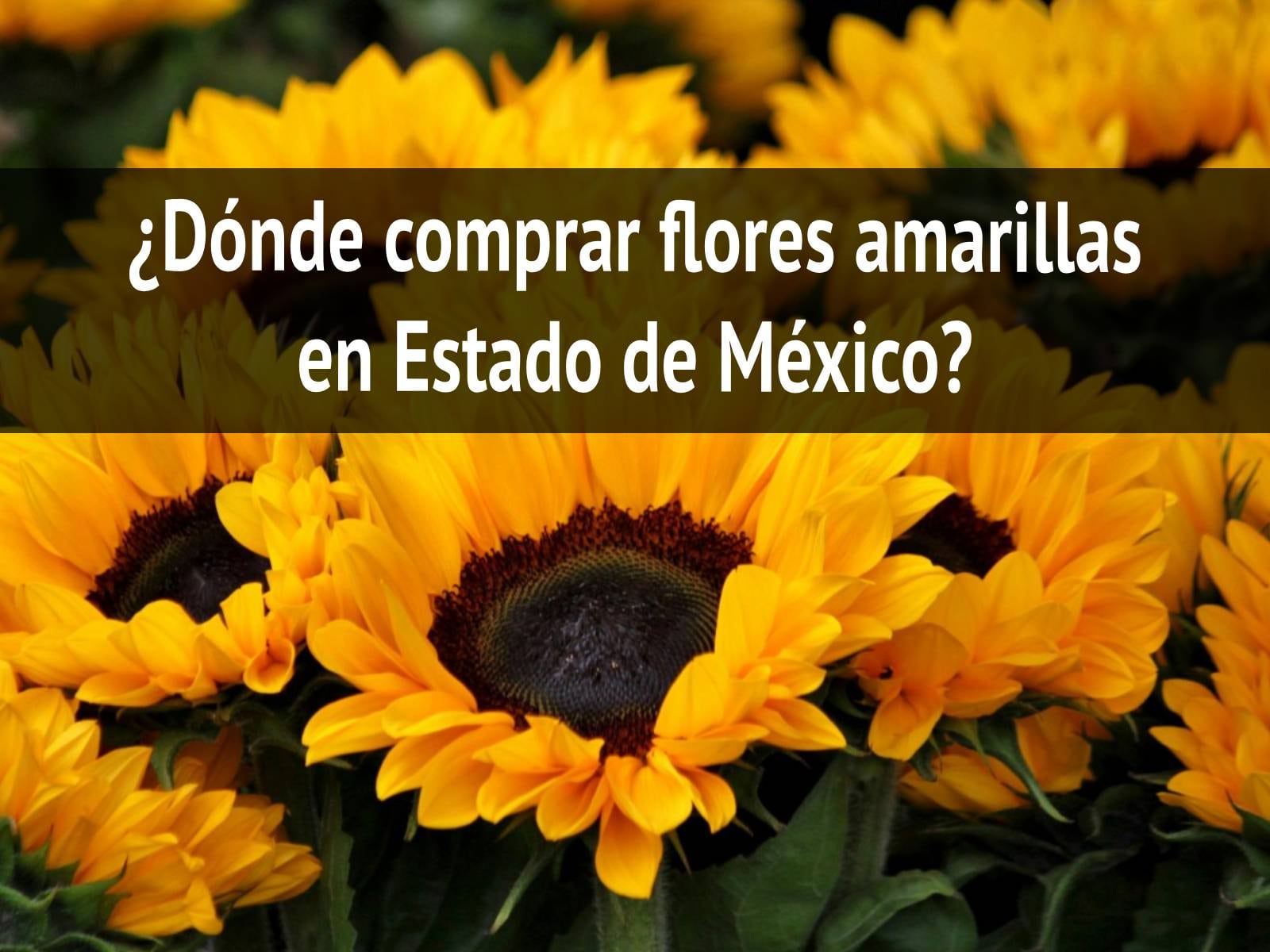 Consulta dónde comprar flores amarillas en el Estado de México para regalar este 21 de marzo, por el día de la primavera (Foto: Pexels / Composición Mix)