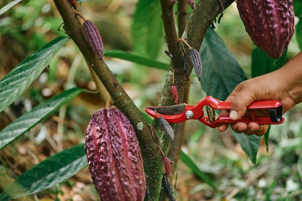 La compañía refrendó “por una década más su compromiso con el campo mexicano, a fin de contribuir a mejorar la productividad de este histórico grano y la calidad de vida de más de 180 agricultores que forman parte de este programa en el sur del país”. (Foto: EFE)