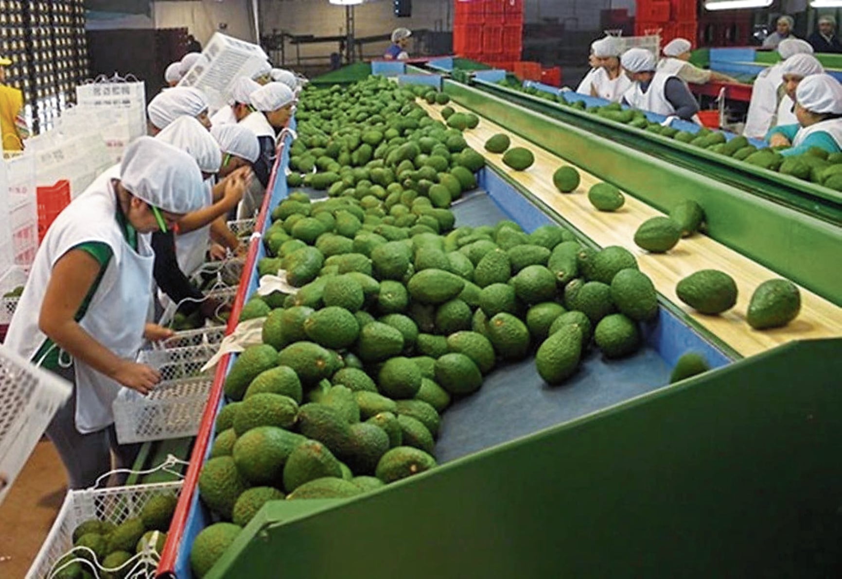 Pronósticos de volumen a exportar de aguacate peruano este año son cada vez menos positivos