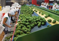 Paltas de Perú: hay temor de que precio se afecte en mercado internacional por estas razones