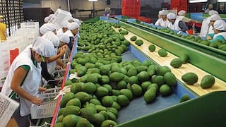 Paltas de Perú: hay temor de que precio se afecte en mercado internacional por estas razones