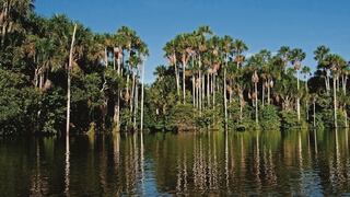 Perú suma más de 50 especies nuevas en áreas naturales protegidas: ¿cuáles son?