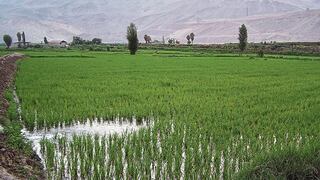 Productores dejan de cultivar 14,750 hectáreas de arroz, pero suben en áreas de maíz 