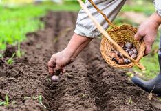 Factores que ponen en alerta la producción de ajo, se prevé aumento de precio