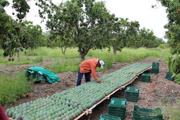 Según la Asociación Peruana de Productores y Exportadores de Mango (APEM), las exportaciones peruanas de mango sumaron 223,686 toneladas en 2025-2026, frente a 287,424 toneladas en 2024-2025.