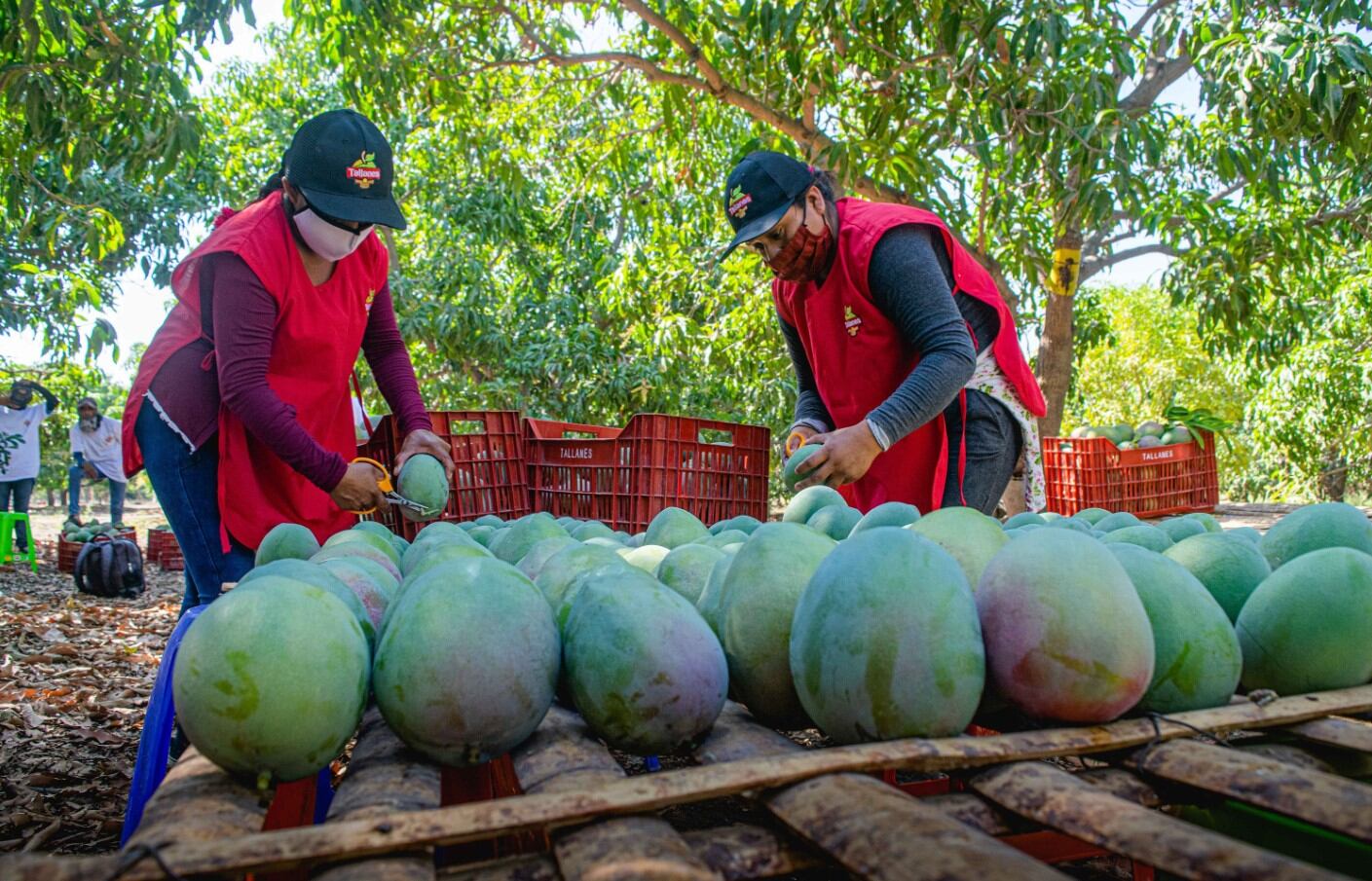 Tallanes Packers tiene como accionista a la estadounidense Freska Produce. Foto: difusión.