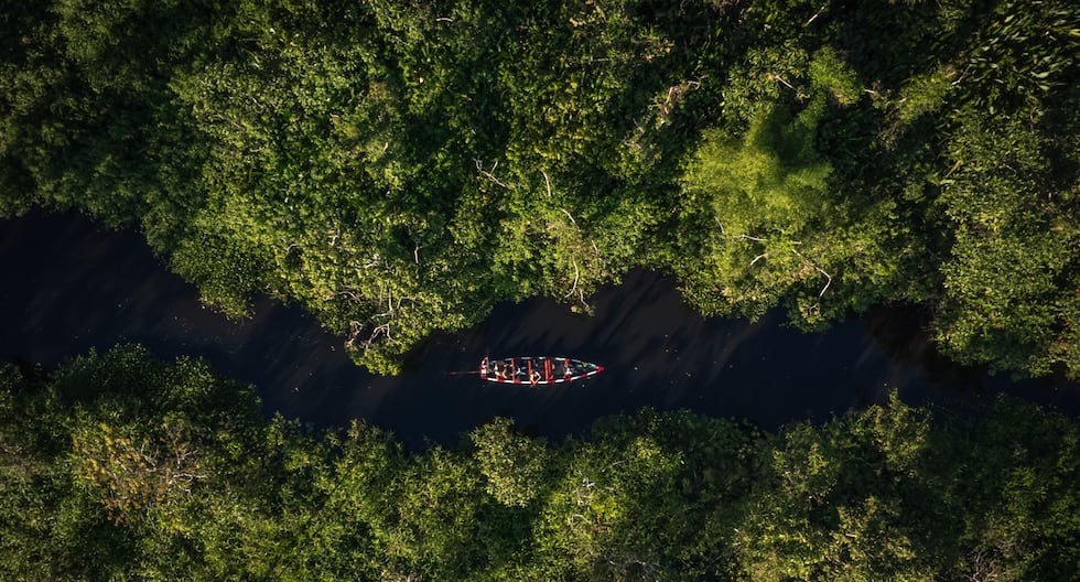Perú en riesgo por deforestación: un costo económico creciente