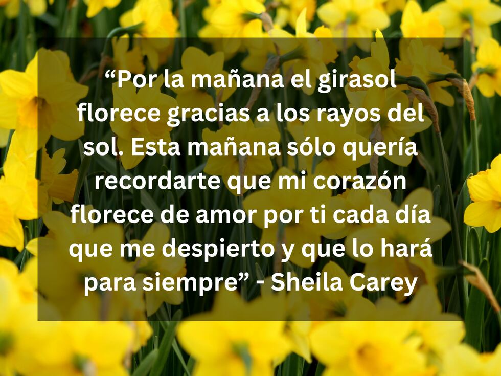 “Por la mañana el girasol florece gracias a los rayos del sol. Esta mañana sólo quería recordarte que mi corazón florece de amor por ti cada día que me despierto y que lo hará para siempre” - Sheila Carey | Foto de Jacek Mleczek en Pexels / Composición Mix