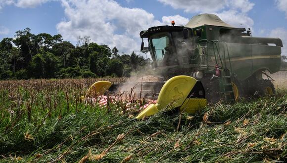 Una cosechadora trabaja en un campo de maíz en la finca del ganadero brasileño Luiz Medeiros dos Santos en Ruropolis, estado de Pará, Brasil, en la selva amazónica, el 5 de septiembre de 2019. (Foto de NELSON ALMEIDA / AFP)
