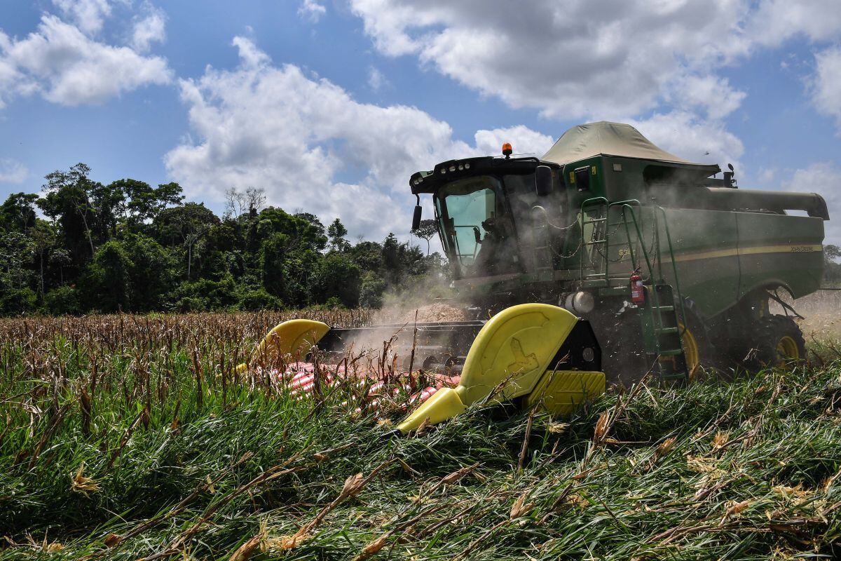 Una cosechadora trabaja en un campo de maíz en la finca del ganadero brasileño Luiz Medeiros dos Santos en Ruropolis, estado de Pará, Brasil, en la selva amazónica, el 5 de septiembre de 2019. (Foto de NELSON ALMEIDA / AFP)