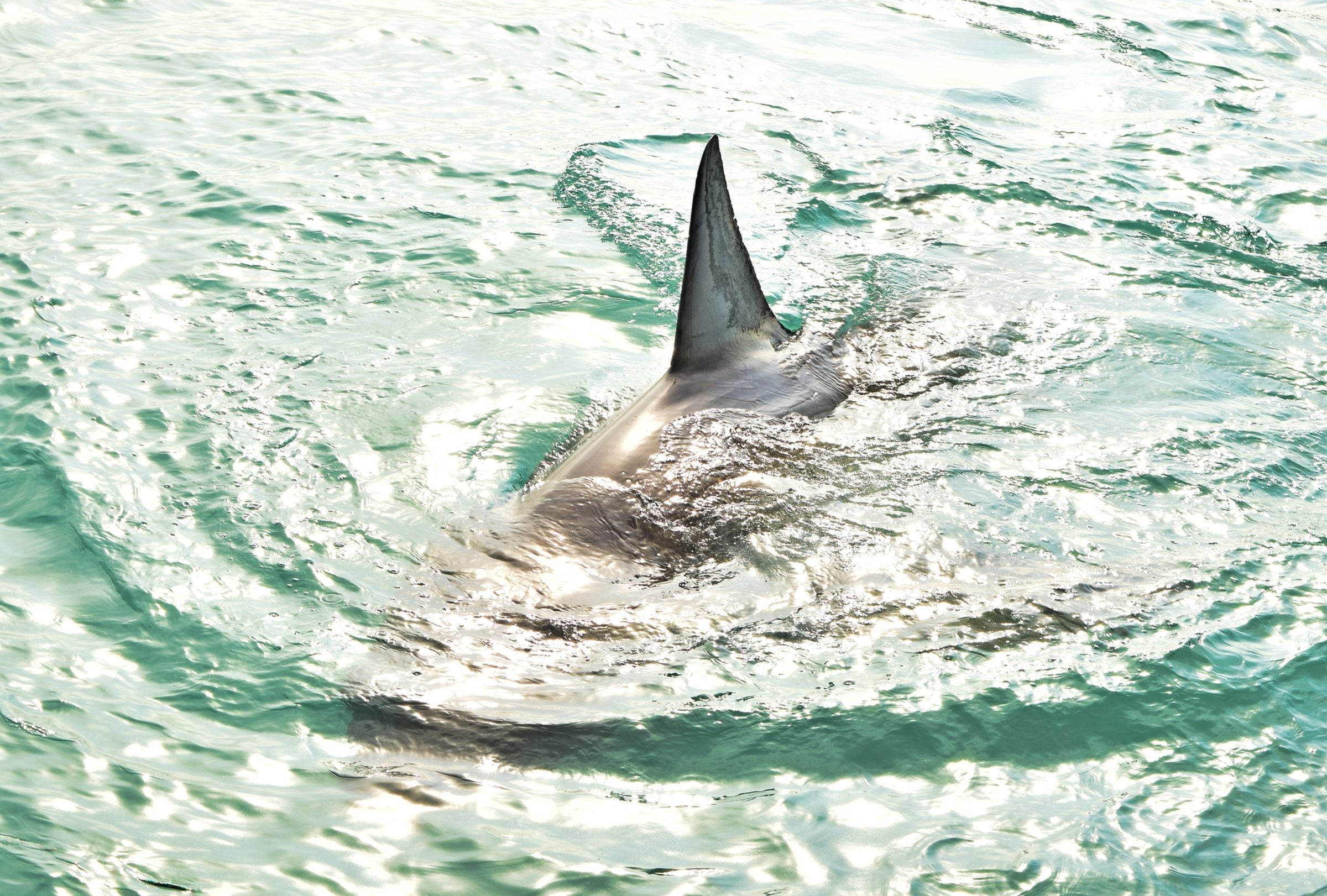 Aunque ayudan a comprender mejor a estos animales, los tiburones no pueden utilizarse para predecir huracanes. (Foto referencial: Freepik)