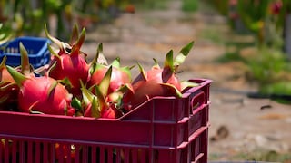 Pitahaya: Agroindustria Baleno alista planta y diversifica con nuevas frutas y tecnología