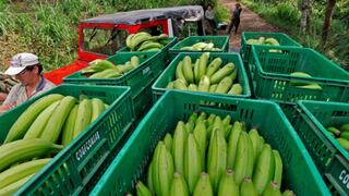 Ecuador y Rusia firmarán convenio tras levantarse suspensiones a exportadoras de plátano