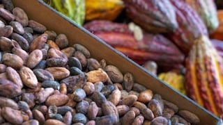 INIA avanza en cuatro métodos para reducir presencia de cadmio en el cacao 