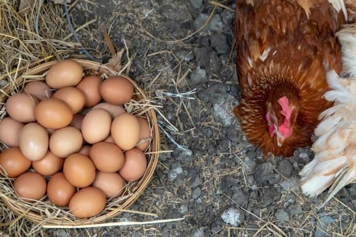 Perú cuenta con 28.7 millones de gallinas destinadas a la producción de huevos, de acuerdo con cifras del Midagri a julio de 2026. Foto: Andina.