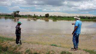 Unas 200 hectáreas de cultivos destruidas en Ocucaje tras huaico y desborde río 