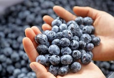 Arándanos rompen récord de exportaciones, pero un factor preocupa al Perú