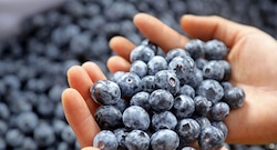 Arándanos rompen récord de exportaciones, pero un factor preocupa al Perú