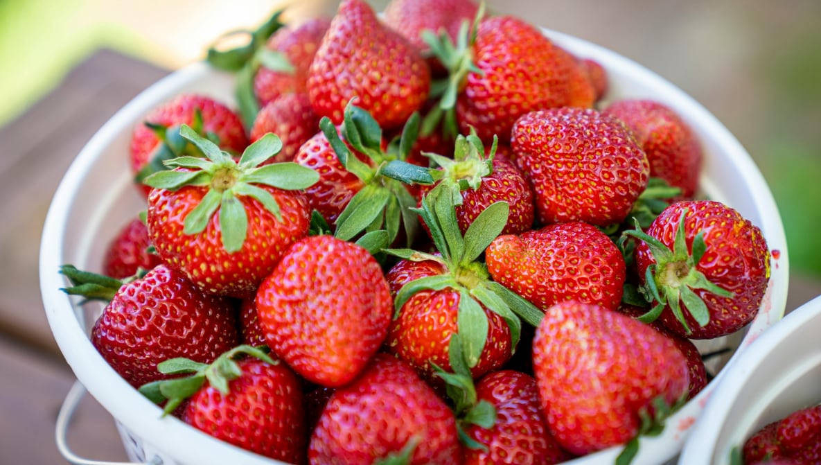 El plan para que la agroexportación de la fresa triunfe en el 2028. (Foto: Andina)