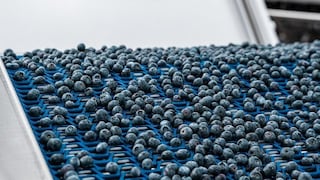 Consalo Family y los retos del arándano peruano en EE. UU.: oferta irregular y demoras