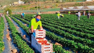 Gobierno aprobó la reestructuración del Fondo Agroperú