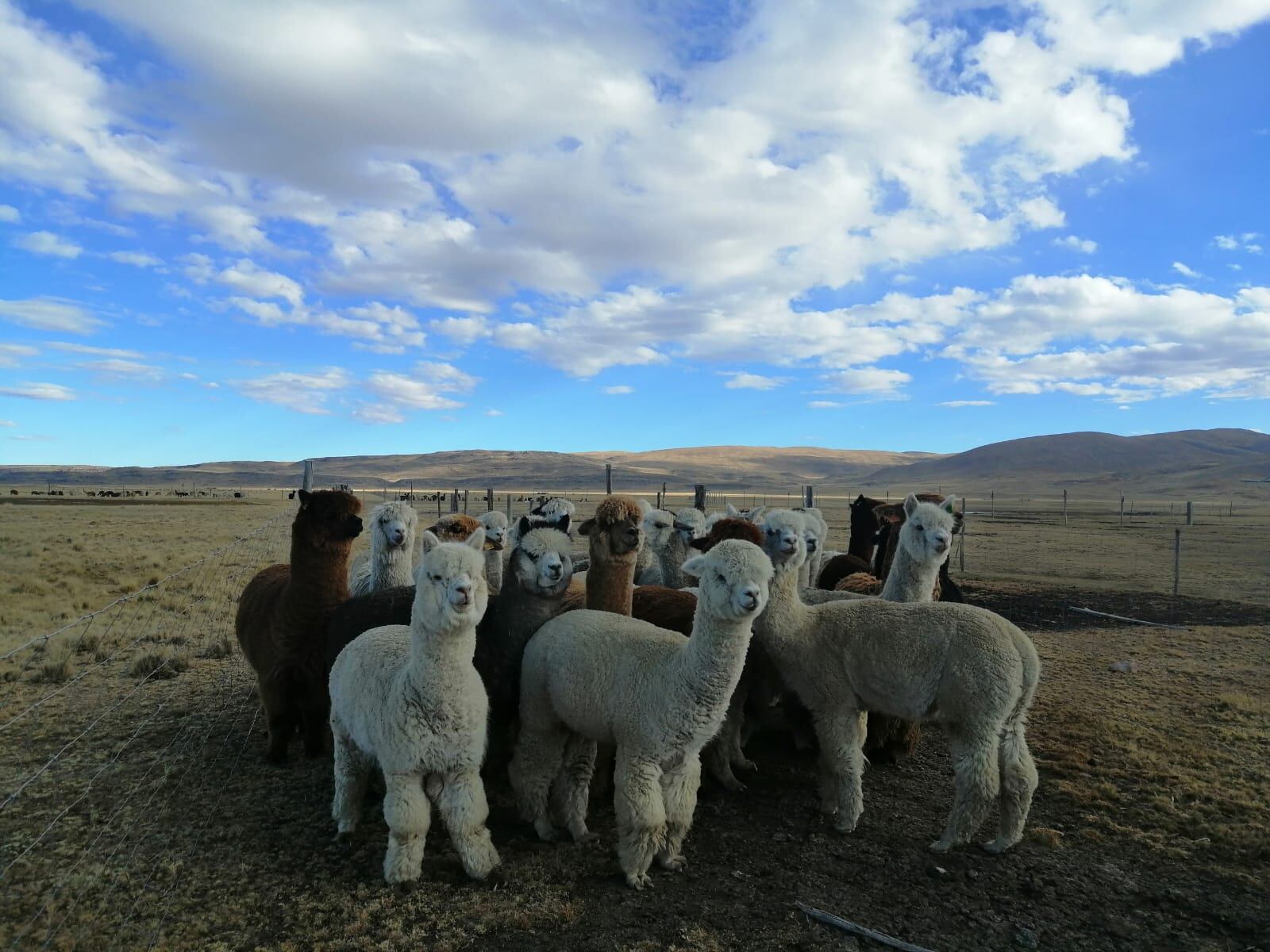 El programa "Capital Semilla" del Midagri contempla el financiamiento a dos actividades del sector. Foto: Midagri