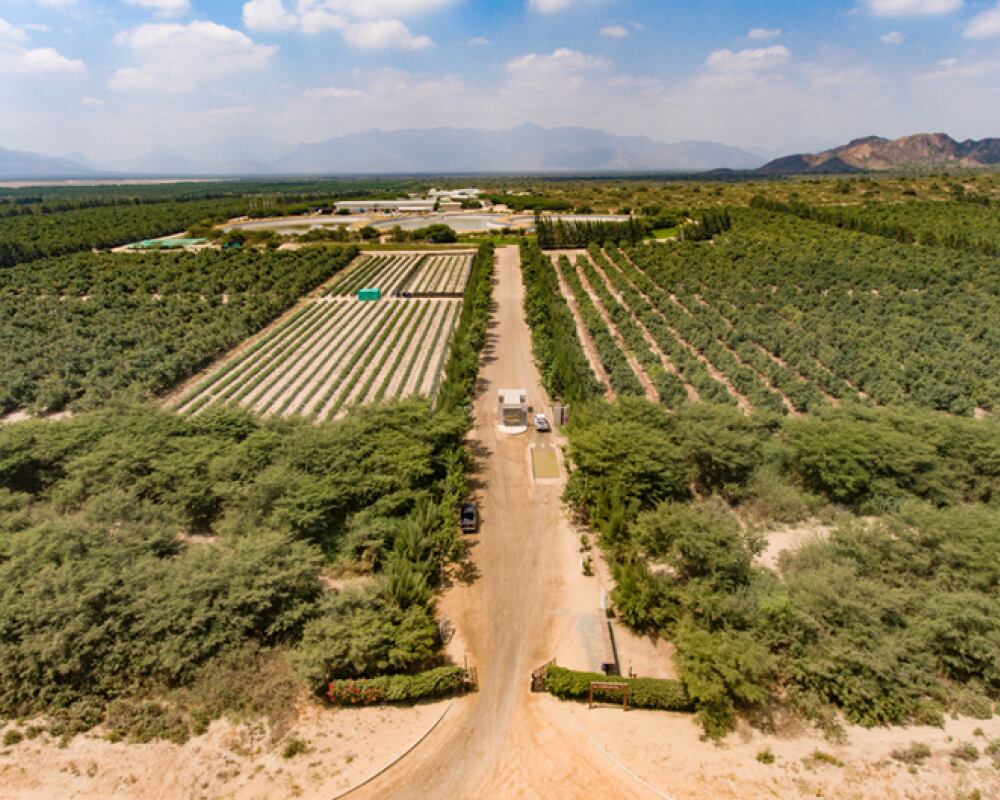 Ingleby Farms se enfoca en la producción de uvas, arándanos y paltas en Perú.
