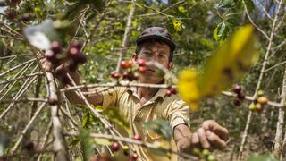 Producirán 180,000 plantones asociados a los sistemas agro forestales en Amazonas