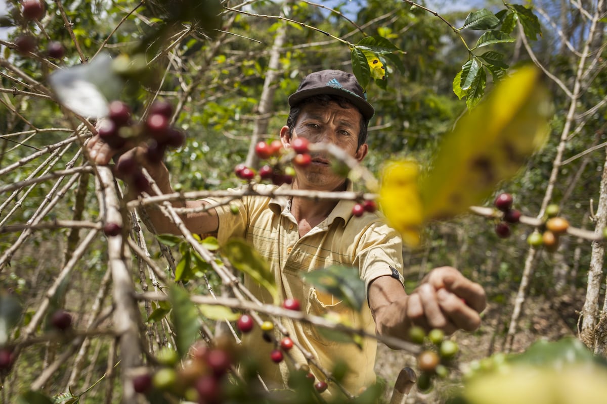 Del total de plantones que se sembrarán, 60,000 son de café y los otros 120,000 son de cinco especies forestales pino tekunumani, pino radiata, eucalipto saligna, capirona y caoba. (Foto: Adrián Portugal/PNUD Perú)