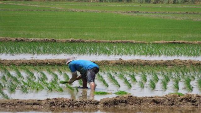 Solo un 20% de productores de arroz accedería al fertiabono, según Apear