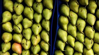 Senasa fija requisitos fitosanitarios para importación de pera belga