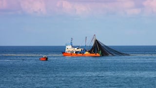 SNP: Incidencia de pesca de anchovetas juveniles disminuye a menos de 10%