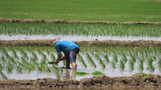 Producción de arroz en caída por mal clima: habría retrocedido 15%