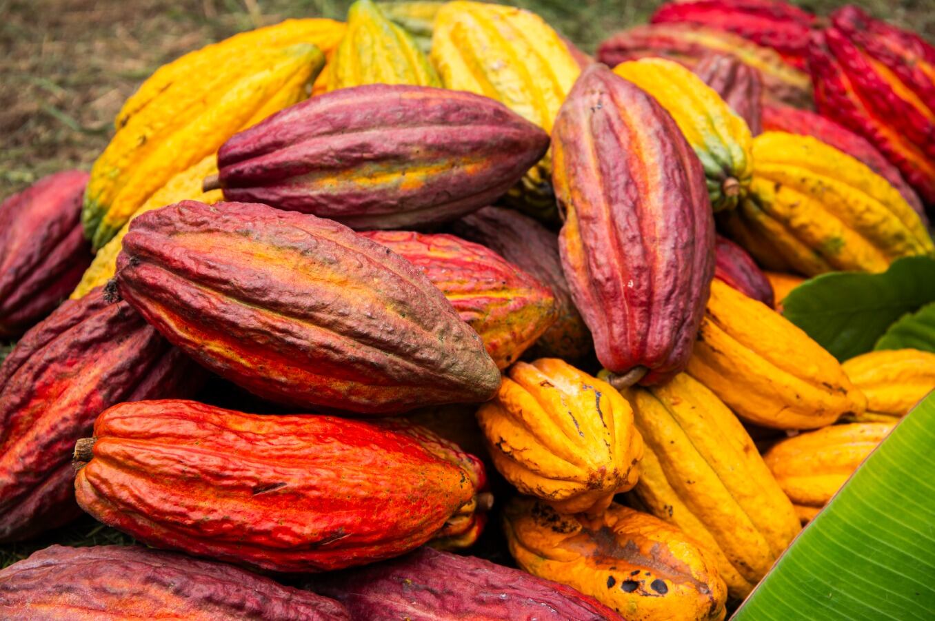 ¿Qué lugar ocupa el cacao peruano en la canasta agroexportadora mundial? (Foto: Midagri)