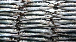 Produce suspende la pesca de anchoveta en tallas menores en el litoral de Ica