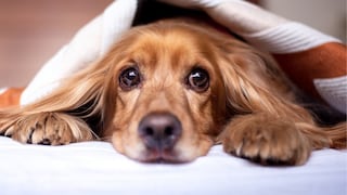 Betterfly irá tras huellas de mascotas y otros targets para seguros en Perú