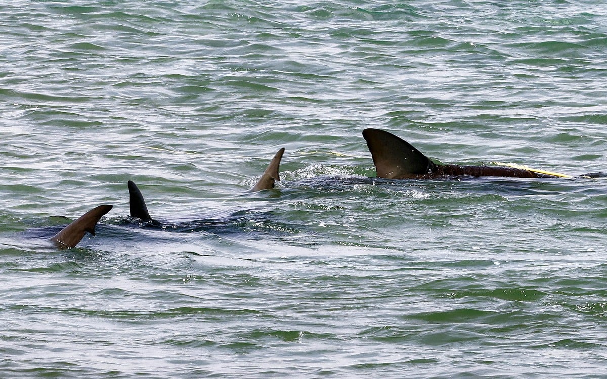 Cómo hacen los tiburones para saber que se acerca un huracán antes que nadie. (Foto por JACK GUEZ / AFP)